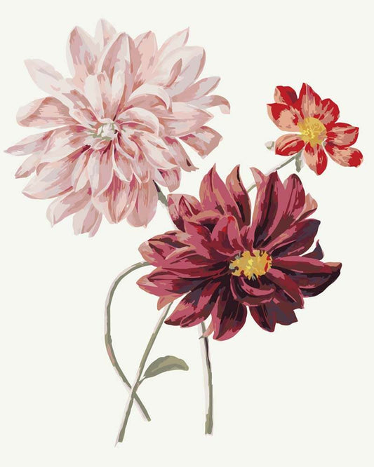 Paint by Numbers - Dahlias | Willem Hekking